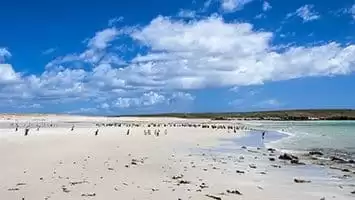isole Malvine 